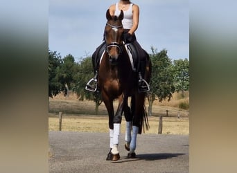 KWPN, Mare, 9 years, 16.1 hh, Brown