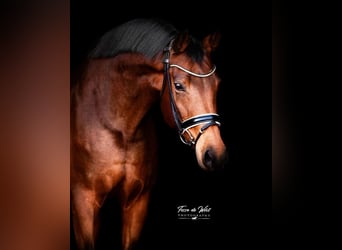 KWPN, Mare, 9 years, 16.1 hh, Brown