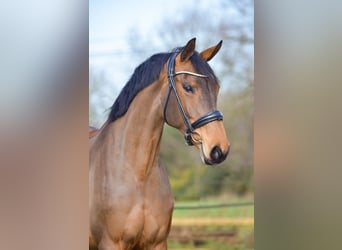 KWPN, Mare, 9 years, 16.1 hh, Brown