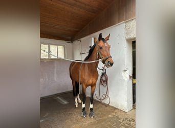 KWPN, Mare, 9 years, 16,1 hh, Brown