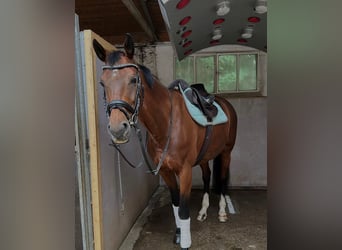 KWPN, Mare, 9 years, 16,1 hh, Brown