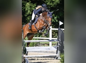 KWPN, Mare, 9 years, 16.1 hh, Brown