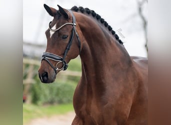 KWPN, Mare, 9 years, 16.1 hh, Brown-Light