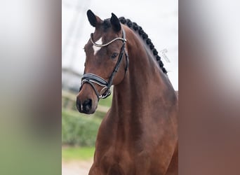 KWPN, Mare, 9 years, 16.1 hh, Brown-Light