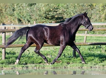 KWPN, Mare, 9 years, 16,1 hh, Smoky-Black