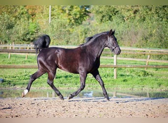 KWPN, Mare, 9 years, 16,1 hh, Smoky-Black