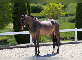 KWPN, Mare, 9 years, 16.1 hh, Smoky-Black