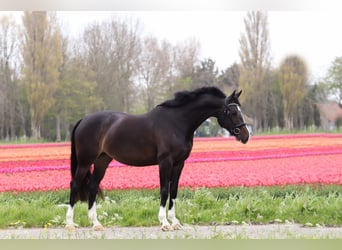 KWPN, Mare, 9 years, 16,1 hh, Smoky-Black