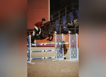 KWPN, Mare, 9 years, 16.2 hh, Bay-Dark