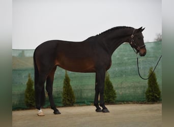 KWPN, Mare, 9 years, 16,2 hh, Bay