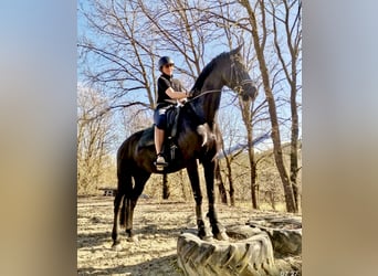 KWPN, Mare, 9 years, 16.2 hh, Black