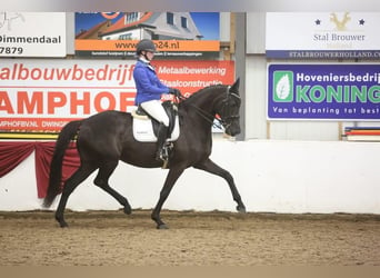 KWPN, Mare, 9 years, 16.2 hh, Black