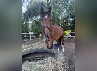 KWPN, Mare, 9 years, 16.2 hh, Brown