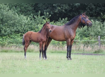 KWPN, Mare, 9 years, 16,2 hh, Brown