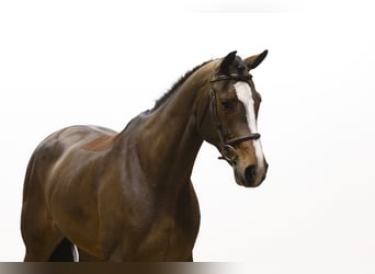 KWPN, Mare, 9 years, 16,2 hh, Brown