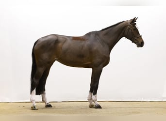 KWPN, Mare, 9 years, 16,2 hh, Brown