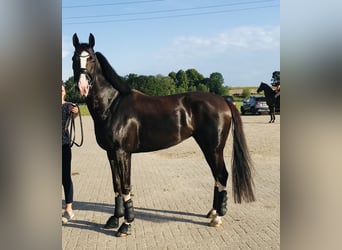 KWPN, Mare, 9 years, 16,2 hh, Chestnut