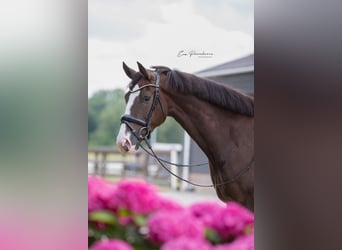 KWPN, Mare, 9 years, 16,2 hh, Chestnut