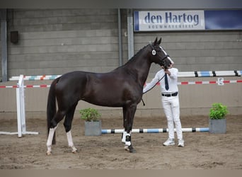 KWPN, Mare, 9 years, 16,2 hh, Chestnut