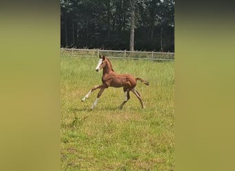 KWPN, Mare, 9 years, 16,2 hh, Chestnut