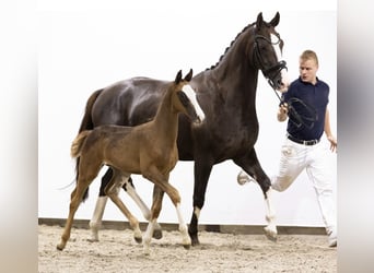 KWPN, Mare, 9 years, 16,2 hh, Chestnut