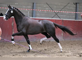 KWPN, Mare, 9 years, 16,2 hh, Chestnut