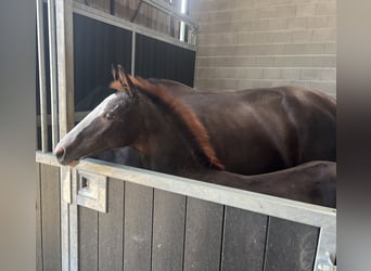 KWPN, Mare, 9 years, 16,2 hh, Chestnut