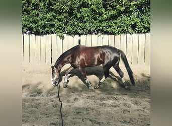 KWPN, Mare, 9 years, 16,2 hh, Chestnut