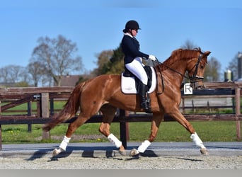 KWPN, Mare, 9 years, 16,2 hh, Chestnut-Red