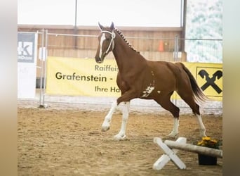 KWPN, Mare, 9 years, 16,2 hh, Chestnut-Red