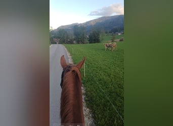 KWPN, Mare, 9 years, 16,2 hh, Chestnut-Red