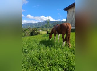 KWPN, Mare, 9 years, 16,2 hh, Chestnut-Red