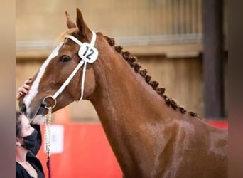 KWPN, Mare, 9 years, 16,2 hh, Chestnut-Red