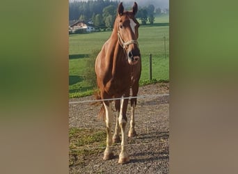 KWPN, Mare, 9 years, 16,2 hh, Chestnut-Red