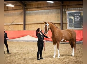 KWPN, Mare, 9 years, 16,2 hh, Chestnut-Red