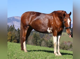 KWPN, Mare, 9 years, 16,2 hh, Chestnut-Red