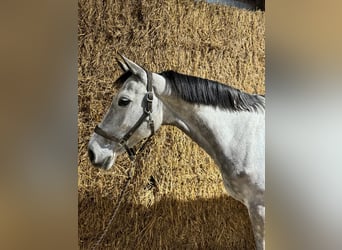 KWPN, Mare, 9 years, 16,2 hh, Gray