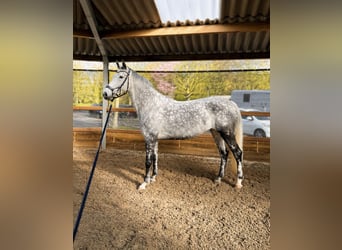KWPN, Mare, 9 years, 16.2 hh, Grey-Dapple