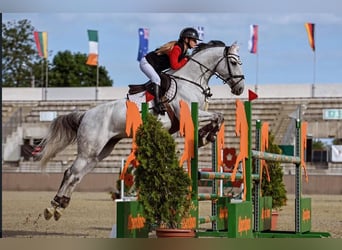 KWPN, Mare, 9 years, 16.2 hh, Grey