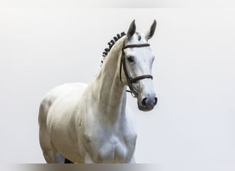 KWPN, Mare, 9 years, 16.2 hh