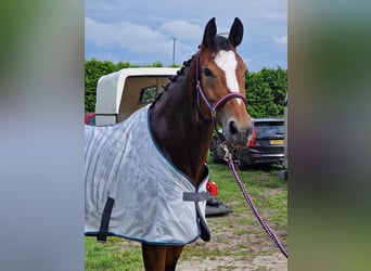 KWPN, Mare, 9 years, 16.3 hh, Bay-Dark