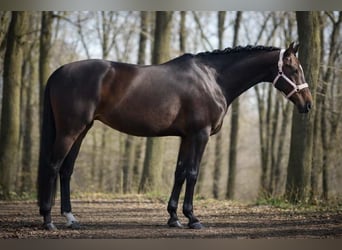 KWPN, Mare, 9 years, 16.3 hh, Bay-Dark