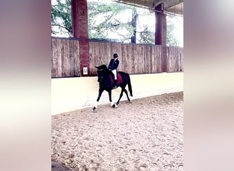 KWPN, Mare, 9 years, 16.3 hh, Black