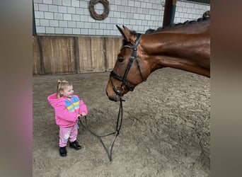 KWPN, Mare, 9 years, 16,3 hh, Brown