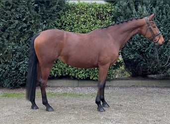 KWPN, Mare, 9 years, 16,3 hh, Brown