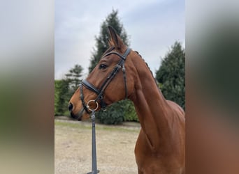 KWPN, Mare, 9 years, 16,3 hh, Brown