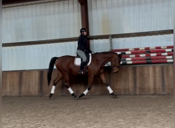 KWPN, Mare, 9 years, 16,3 hh, Brown