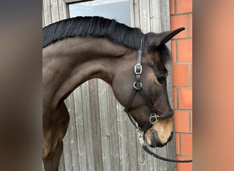 KWPN, Mare, 9 years, 16.3 hh, Brown