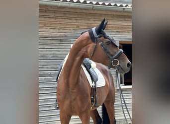 KWPN, Mare, 9 years, 16,3 hh, Brown