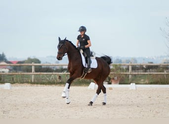 KWPN, Mare, 9 years, 16,3 hh, Brown